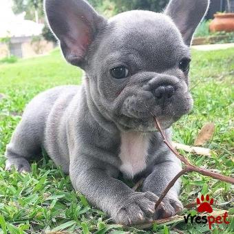 Ράτσα: Γαλλικό Μπουλντόγκ - Bulldog | Ηλικία: 2,5 μηνών | Φύλο: Θηλυκό | Αρ. Microchip: 978101082345678 | Ιδιώτης | Εκπαιδευμένο | Pedigree | Περιοχή: Αθήνα, Αττική