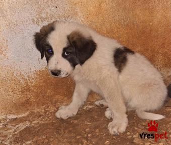 Ράτσα: Ελληνικός Ποιμενικός - Greek Shepherd | Ηλικία: 2 μηνών | Φύλο: Αρσενικό | Αρ. Microchip: 9910010000235698878 | Ημίαιμο | Περιοχή: Σαρωνικός, Αττική