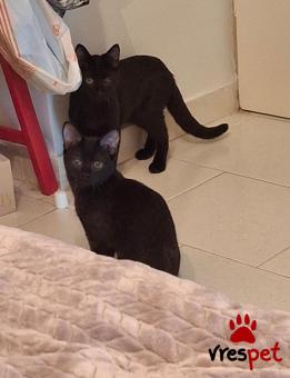 Ράτσα: Άγνωστο - Ημίαιμο | Ηλικία: 4 μηνών | Φύλο: Αρσενικό | Αρ. Microchip: Δεν έχει microchip  | Περιοχή: Νίκαια Άγιος Ιωάννης Ρέντης, Αττική