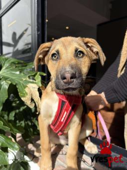 Ράτσα: Λαμπραντόρ - Labrador | Ηλικία: 4 μηνών | Φύλο: Θηλυκό | Αρ. Microchip: 0 | Ημίαιμο | Περιοχή: Γλυφάδα, Αττική