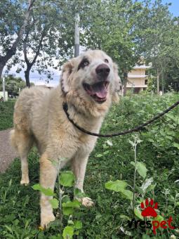Ράτσα: Ελληνικός Ποιμενικός - Greek Shepherd | Ηλικία: 4 ετών | Φύλο: Αρσενικό | Αρ. Microchip: 000000000000000000000 | Ημίαιμο | Περιοχή: Χαϊδάρι, Αττική