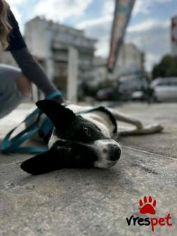 Ράτσα: Άγνωστο - Ημίαιμο | Ηλικία: 8 μηνών | Φύλο: Θηλυκό | Αρ. Microchip: - | Περιοχή: Νέα Σμύρνη, Αττική