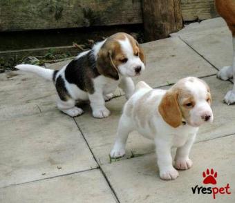 Ράτσα: Μπίγκλ - Beagle | Ηλικία: 2 μηνών | Φύλο: Θηλυκό | Αρ. Microchip: 985113009734734 | Ιδιώτης | Εκπαιδευμένο | Pedigree | Περιοχή: Αθήνα, Αττική