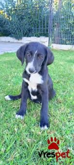 Ράτσα: Άγνωστο - Ημίαιμο | Ηλικία: 2,5 μηνών | Φύλο: Αρσενικό | Αρ. Microchip: Δεν εχει | Περιοχή: Νέα Σμύρνη, Αττική