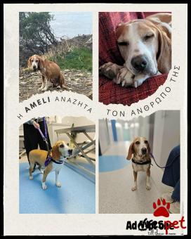 Ράτσα: Άγνωστο - Ημίαιμο | Ηλικία: 5+ | Φύλο: Θηλυκό | Αρ. Microchip: - | Περιοχή: Νέα Σμύρνη, Αττική