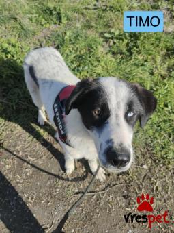 Ράτσα: Άγνωστο - Ημίαιμο | Ηλικία: 1 έτους | Φύλο: Αρσενικό | Αρ. Microchip: 0000000000000000 | Περιοχή: Θερμαϊκός, Θεσσαλονίκη