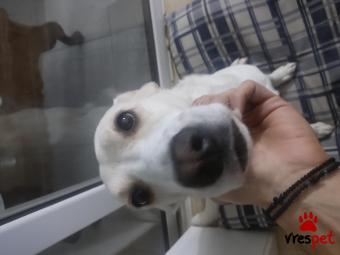 Ράτσα: Λαμπραντόρ - Labrador | Ηλικία: 4 ετών | Φύλο: Θηλυκό | Αρ. Microchip: 956000010920811 | Περιοχή: Αττική