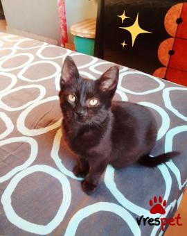 Ράτσα: Γάτα του Αιγαίου | Ηλικία: 2 μηνών | Φύλο: Θηλυκό | Αρ. Microchip: 00000000000 | Ιδιώτης | Περιοχή: Θεσσαλονίκη, Θεσσαλονίκη