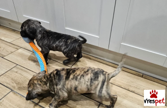 Ράτσα: Άλλη Ράτσα | Ηλικία: 3 μηνών | Φύλο: Θηλυκό | Αρ. Microchip: 543232444747476 | Ιδιώτης | Pedigree | Περιοχή: Αθήνα, Αττική