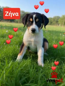 Ράτσα: Μπίγκλ - Beagle | Ηλικία: 2 μηνών | Φύλο: Θηλυκό | Αρ. Microchip: 9012362545478 | Ημίαιμο | Περιοχή: Λαυρεωτική, Αττική