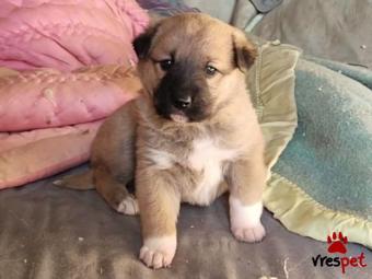 Ράτσα: Άγνωστο - Ημίαιμο | Ηλικία: 2 μηνών | Φύλο: Θηλυκό | Αρ. Microchip: - | Περιοχή: Κιλκίς, Μακεδονία