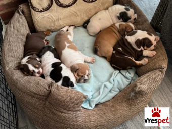 Ράτσα: Αγγλικό Μπουλντόγκ - English Bulldog | Ηλικία: 2,5 μηνών | Φύλο: Αρσενικό | Αρ. Microchip: 66545653365656 | Ιδιώτης | Εκπαιδευμένο | Pedigree | Περιοχή: Αθήνα, Αττική