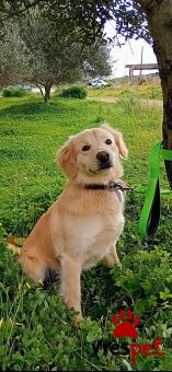 Ράτσα: Κοκόνι - Kokoni | Ηλικία: 3 ετών | Φύλο: Αρσενικό | Αρ. Microchip: 9557811236658 | Περιοχή: Μινώα Πεδιάδα, Κρήτη