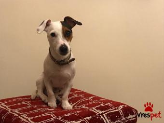 Ράτσα: Τζακ Ράσελ Τεριέ - Jack Russell Terrier | Ηλικία: 5+ | Φύλο: Αρσενικό | Αρ. Microchip: 0 | Περιοχή: Αιγάλεω, Αττική