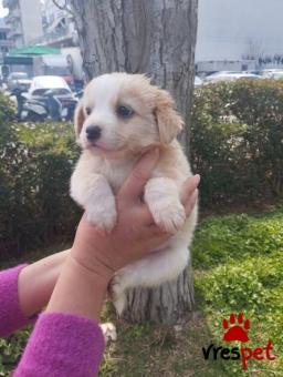 Ράτσα: Άγνωστο - Ημίαιμο | Ηλικία: 2 μηνών | Φύλο: Αρσενικό | Αρ. Microchip: 90999999999999 | Περιοχή: Αττική