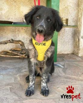 Ράτσα: Άγνωστο - Ημίαιμο | Ηλικία: 7 μηνών | Φύλο: Αρσενικό | Αρ. Microchip: 0 | Ημίαιμο | Περιοχή: Γλυφάδα, Αττική