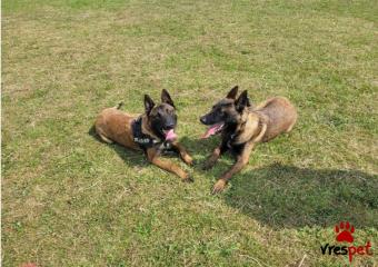 Ράτσα: Βελγικός Ποιμενικός Μαλινουά - Belgian Malinois | Ηλικία: 3 μηνών | Φύλο: Θηλυκό | Αρ. Microchip: 9737854140226 | Ιδιώτης | Εκπαιδευμένο | Pedigree | Περιοχή: Αττική