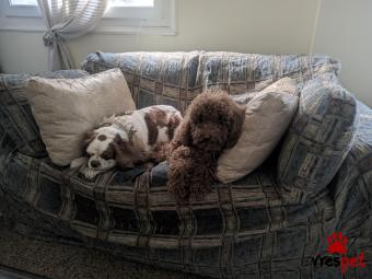 Ράτσα: Άλλη Ράτσα | Ηλικία: 5+ | Φύλο: Θηλυκό | Αρ. Microchip: Δεν θυμάμαι  | Για ζευγάρωμα | Περιοχή: Αττική