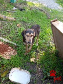 Ράτσα: Άλλη Ράτσα | Ηλικία: 6 μηνών | Φύλο: Αρσενικό | Αρ. Microchip: 000000000000 | Περιοχή: Νέα Σμύρνη, Αττική