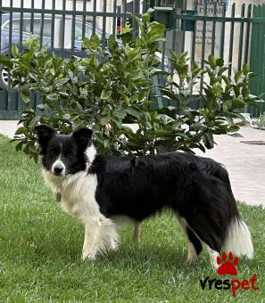 Ράτσα: Κόλι - Collie | Ηλικία: 3 ετών | Φύλο: Θηλυκό | Αρ. Microchip: 900182002069592 | Για ζευγάρωμα | Περιοχή: Αττική