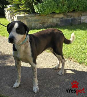 Ράτσα: Άγνωστο - Ημίαιμο | Ηλικία: 3 ετών | Φύλο: Αρσενικό | Αρ. Microchip: 000000000000008 | Περιοχή: Καλύβια Θορικού, Αττική