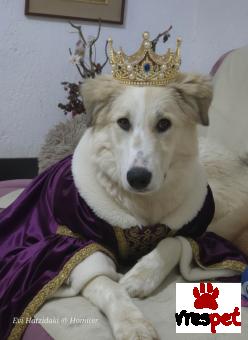 Ράτσα: Ορεινός πυρηναίων - Great Pyrenees | Ηλικία: 8 μηνών | Φύλο: Θηλυκό | Αρ. Microchip: 0009843781234 | Ιδιώτης | Εκπαιδευμένο | Ημίαιμο | Περιοχή: Σαρωνικός, Αττική